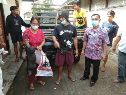 Program Kegiatan Penguatan Ketahanan Pangan Desa Ularan,Penyerahan 150 Ekor Bibit Babi Kepada 150 PM